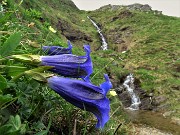 88 Genziane di Koch (Gentiana acaulis) sul sent. 109A